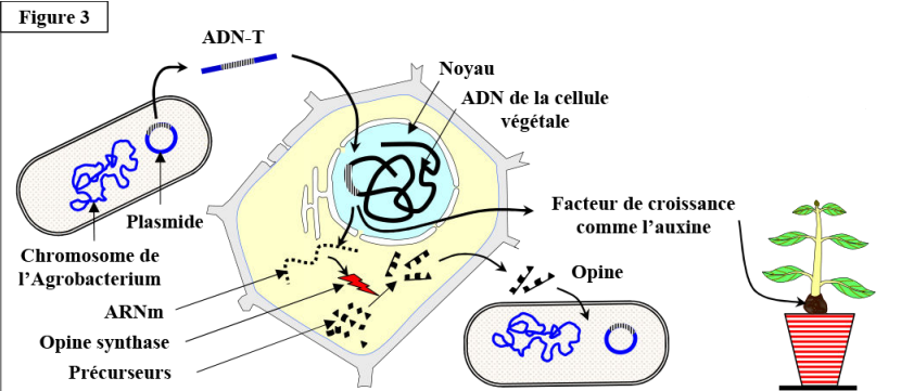 Le génie génétique: Principes et techniques